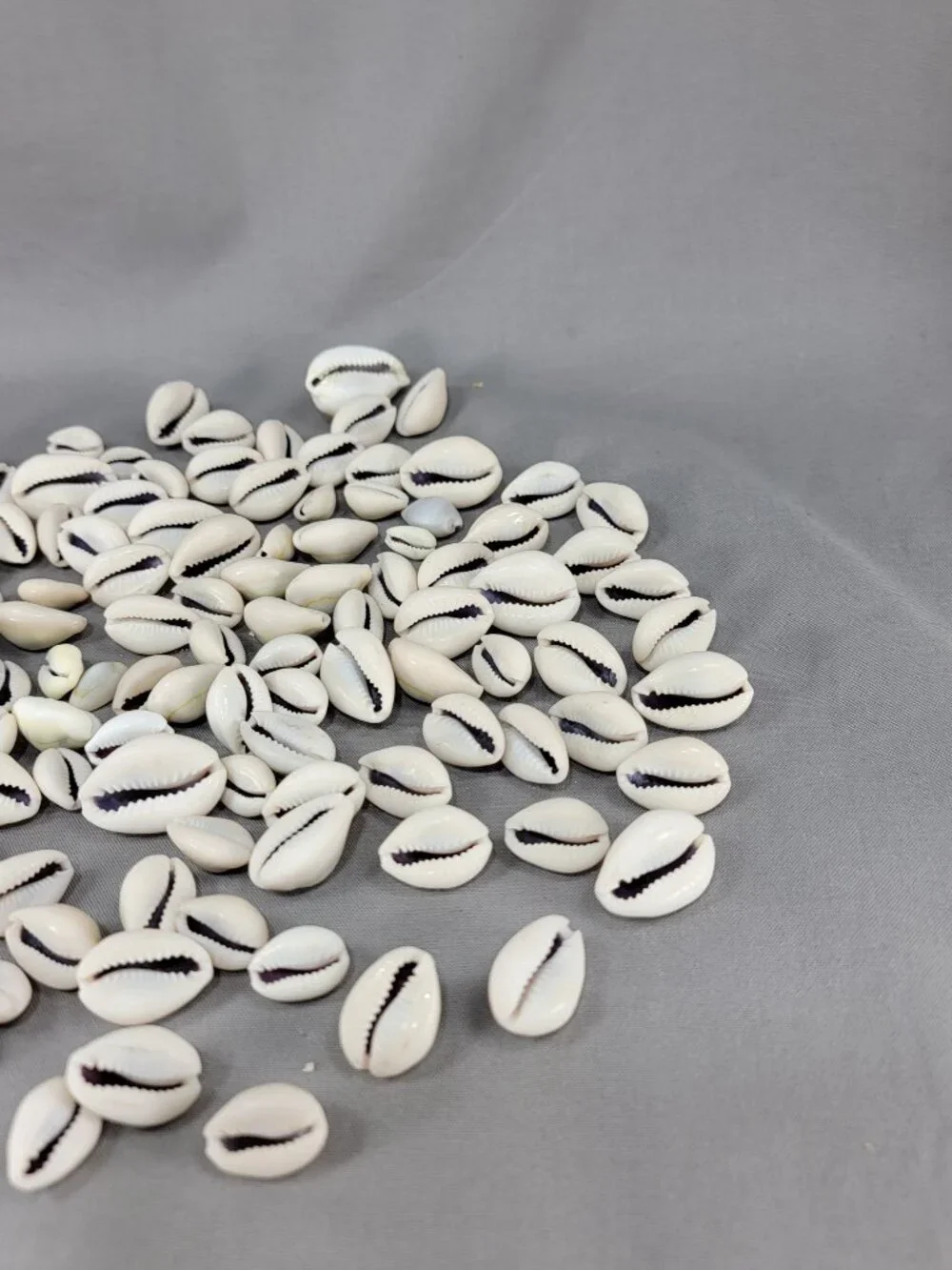Cowrie Shell Seashell Nautical Beach Ocean Decor Crafts Lot